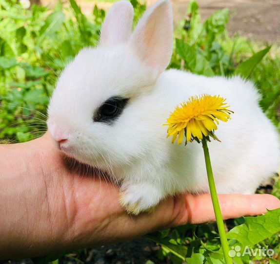 Кролики карликовые мини. Большой выбор кроликов