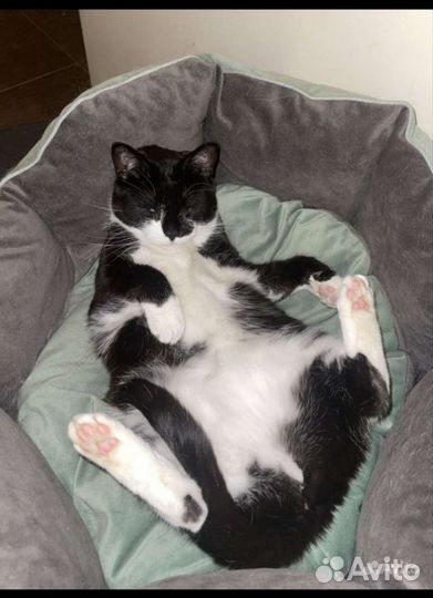 Очаровательная Мила отдается в добрые руки