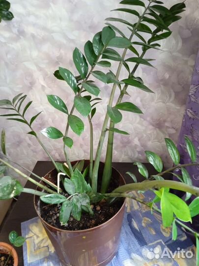 Взрослые цветы для дома и офиса