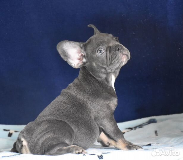 Голубая девочка