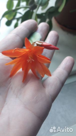 Рипсалидопсис (пасхальный,лесной кактус)