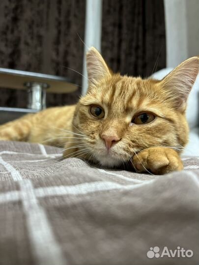 Отдам кота в добрые руки