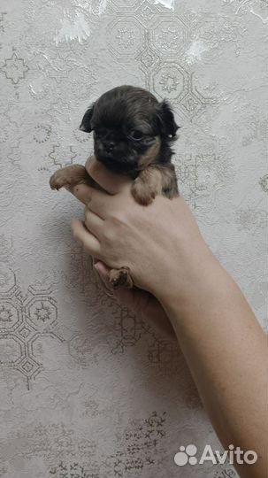 Щенки чихуахуа