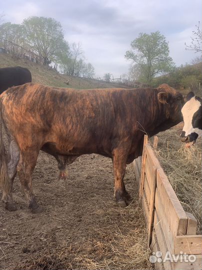 Быки на племя
