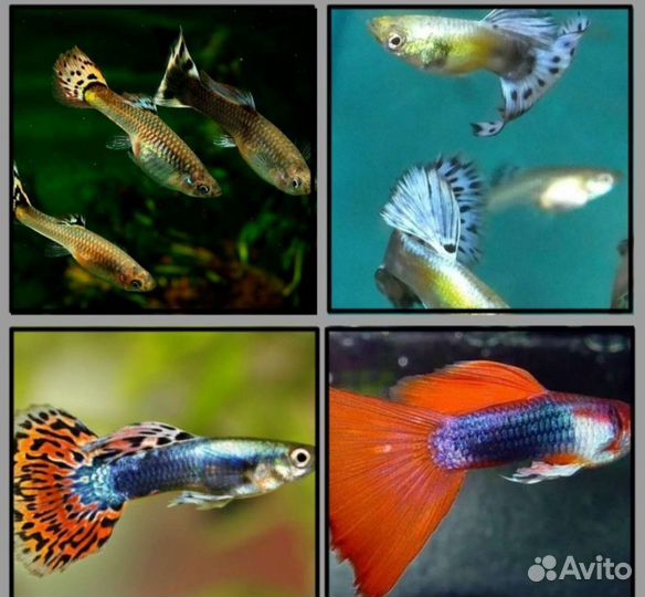 Аквариумные рыбки