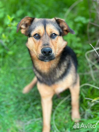 Собака ищет хозяина