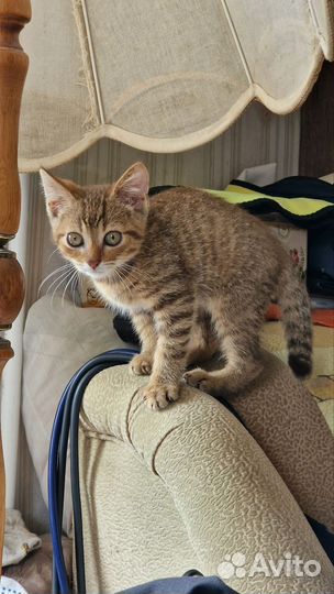 Котенок ищет дом