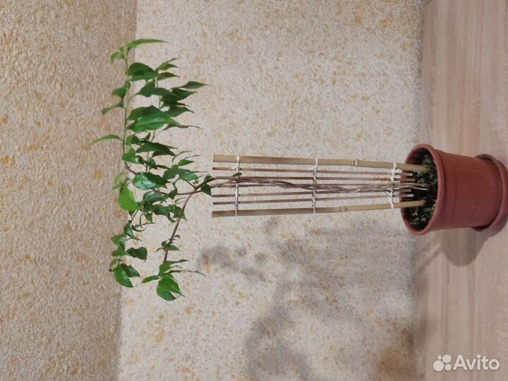 Бугенвеллия. Турецкий цветок