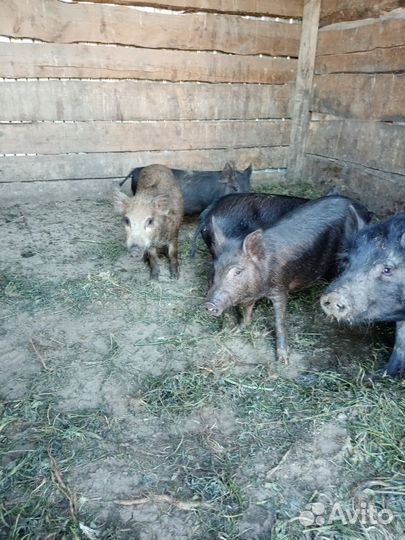 Дикий кабан и ветнамец помесь