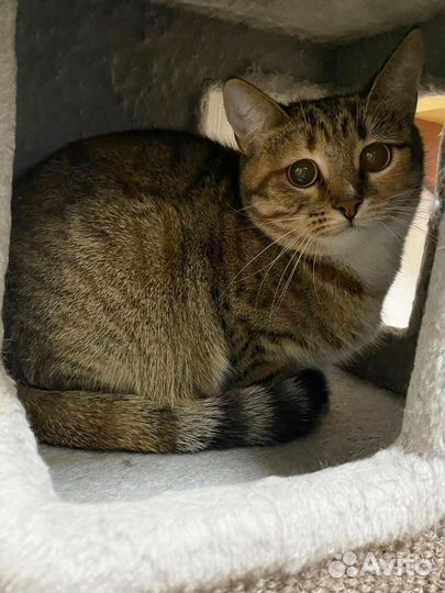 Кошка в добрые руки