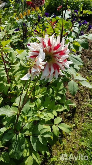 Георгины клубни