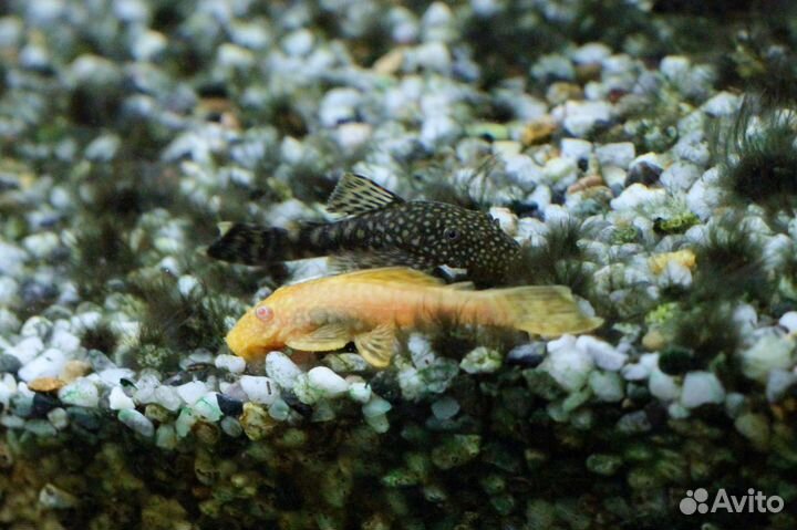 Сомики анциструсы