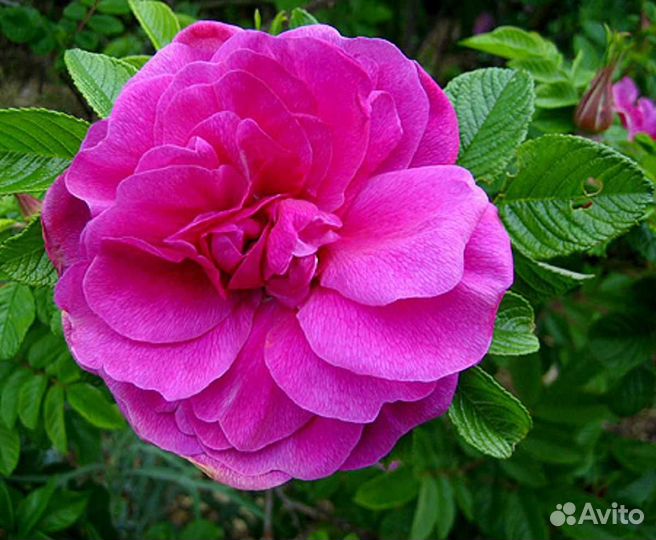 Роза морщинистая