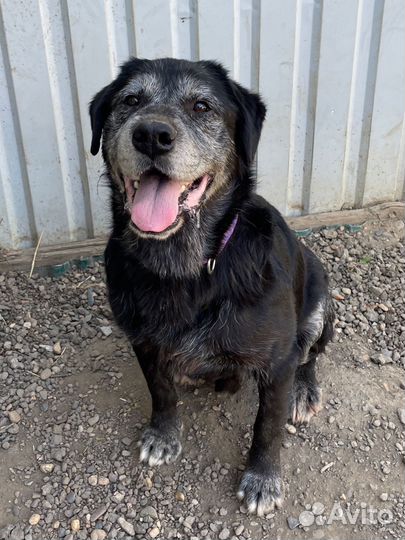 Лабрадор ищет дом