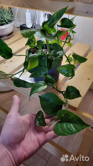 Сциндапсус