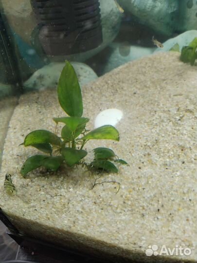 Кварцевый песок для аквариума