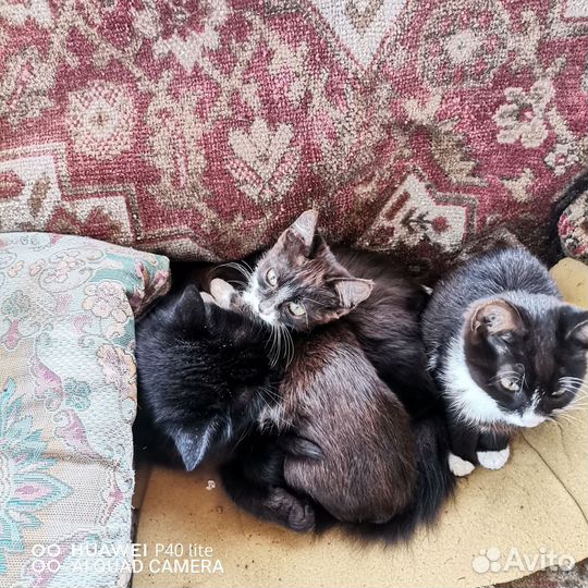 Кошки в добрые руки бесплатно