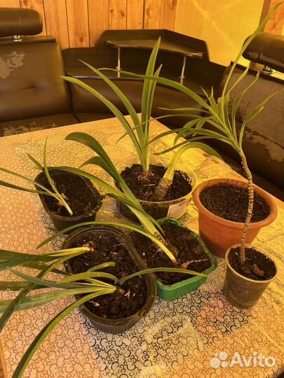 Гиппераструм