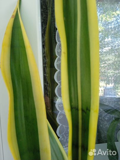 Сансевиерия Натали (Silver Clone)