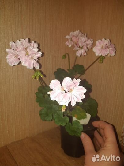 Пеларгония герань(тюльпановидная)