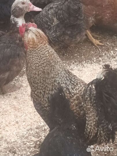 Мясо индюк. утка. курица,кролик