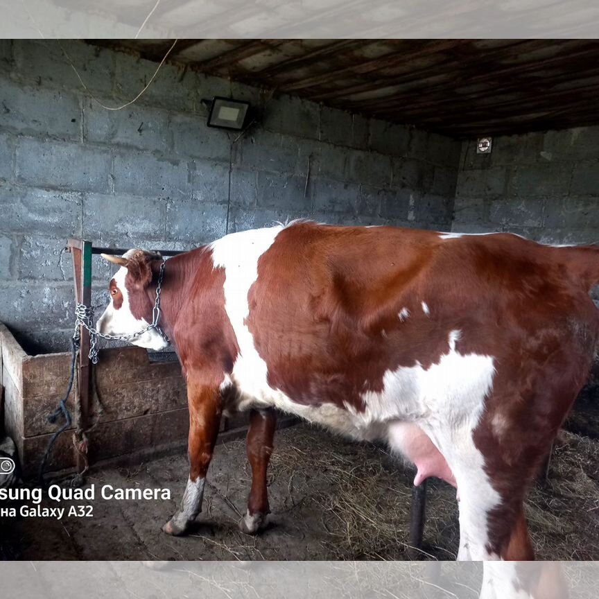 ❤️ Купить недорого сельскохозяйственных животных 🐄 в Миасском
