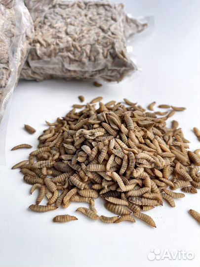 Личинка черной львинки замороженная