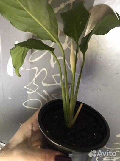 Спатифилум, женское счастье