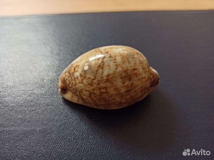 Морская раковина