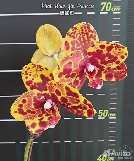 Орхидея Phal. Haur Jin Princess