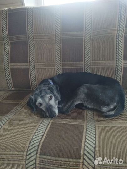 Немецкая овчарка