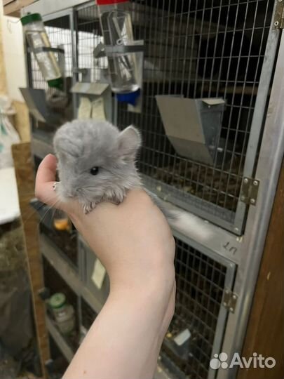 Шиншилла фиолет мозаика