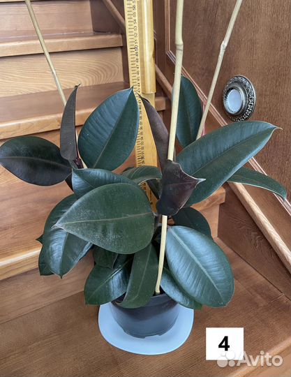 Фикус каучуконосный