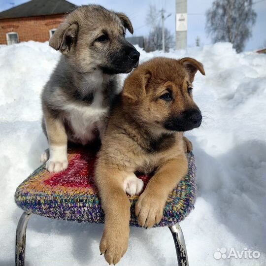 Щенки в добрые руки