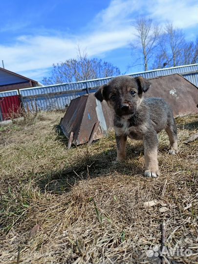 Щенки в добрые руки даром