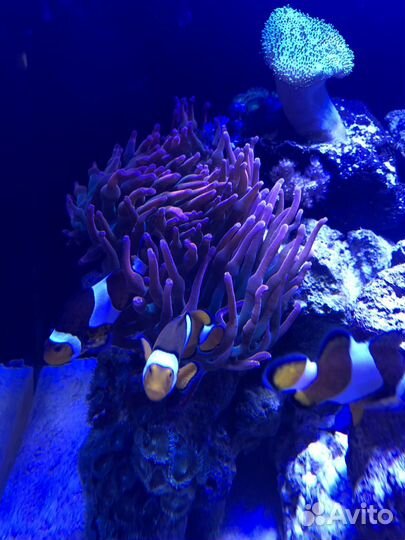 Морской аквариум
