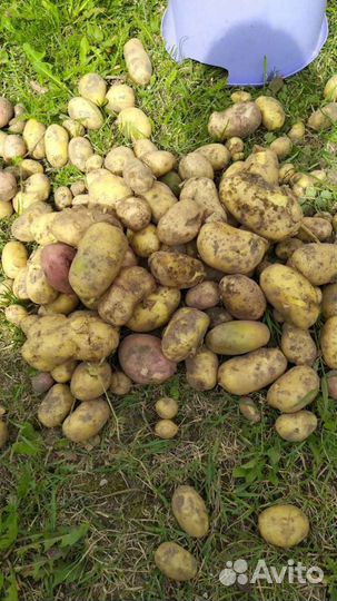 Картофель семенной фракции