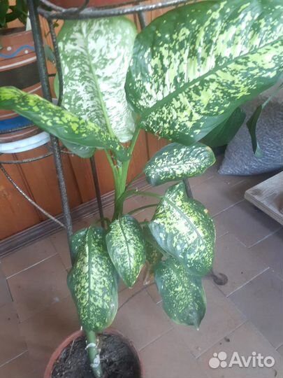 Дефенбахия