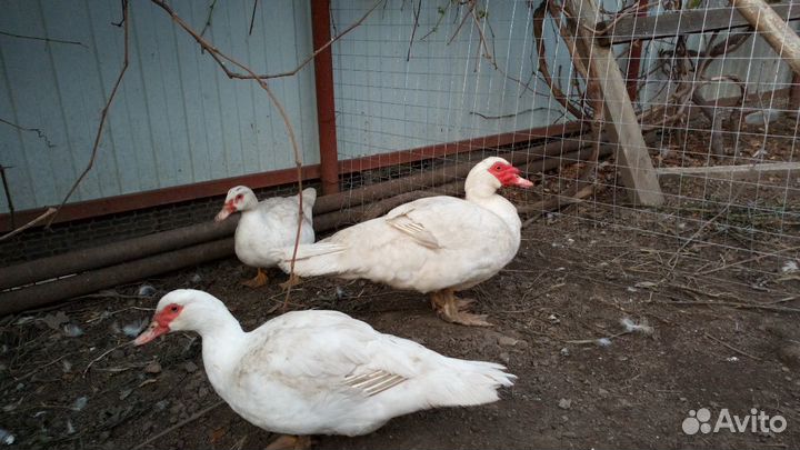 Утята и подростки на племя мускусной утки тяж. л