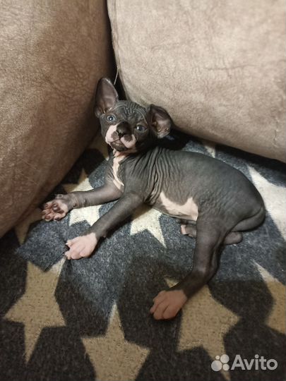 Крошка в ладошке. Сфинкс