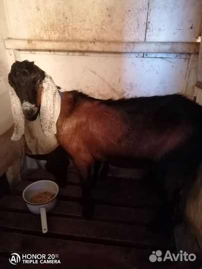 Козлик нубобитал