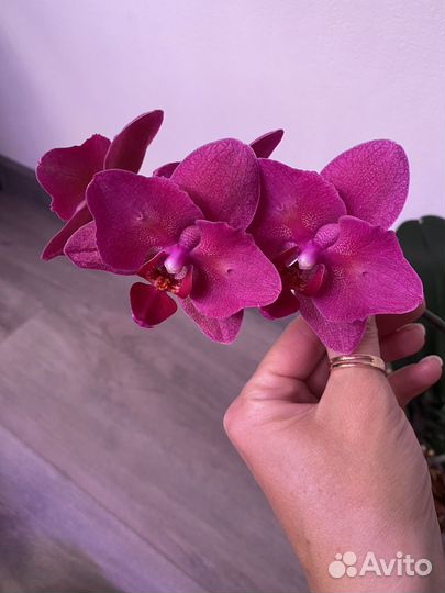 Цветет. Бабочка. Орхидея