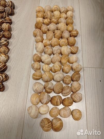 Ракушки виноградных улиток