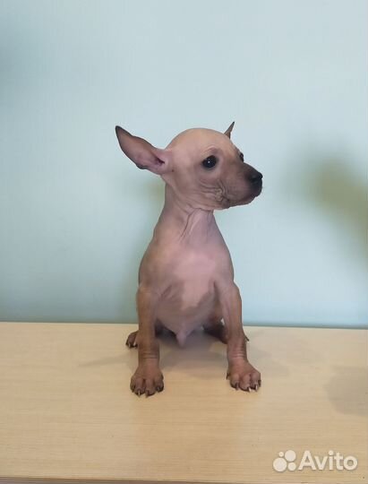 Мини дети агт