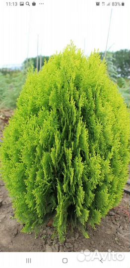 Туя саженцы