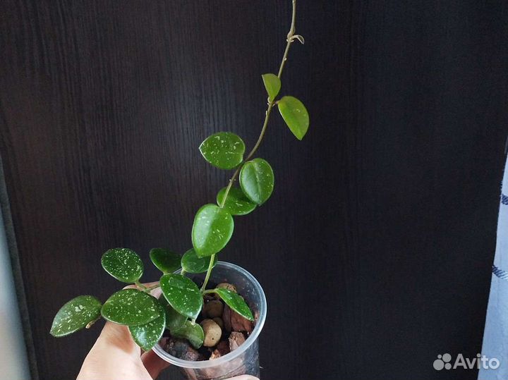 Хойи и арбузная пеперомия