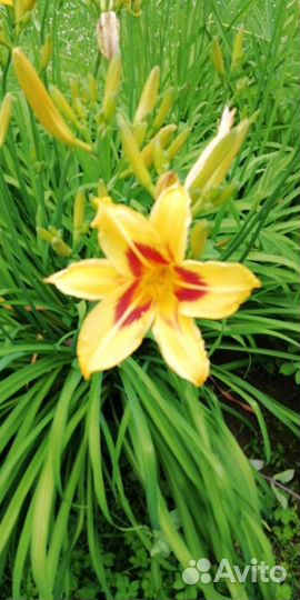 Многолетние цветы - Лилии