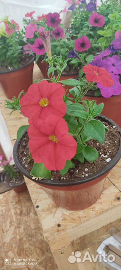 Петуния в подвесных кашпо в наличии мало