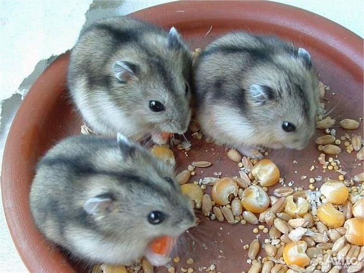 Отдам хомячков джунгариков