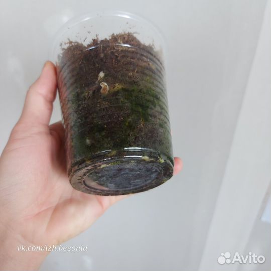 Монстера вариегатная Альба